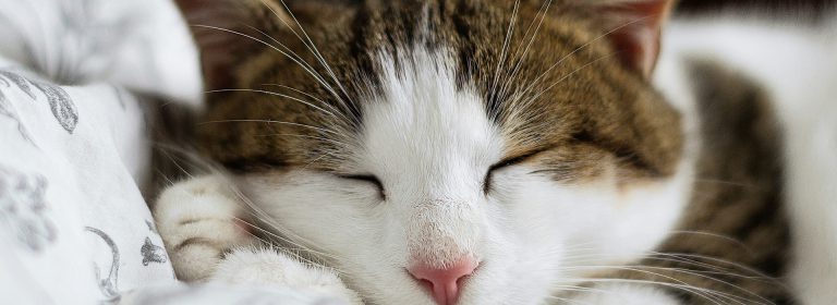 Care that’s pawsitively perfect