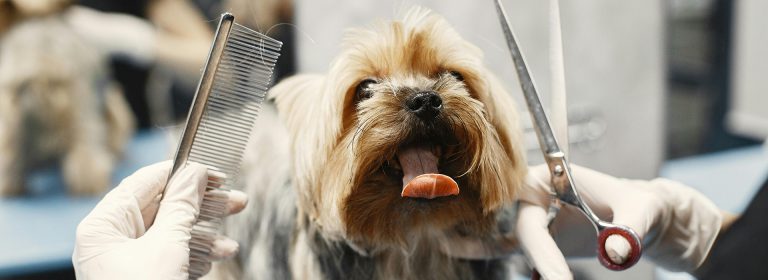 Bringing joy to your pets’ day